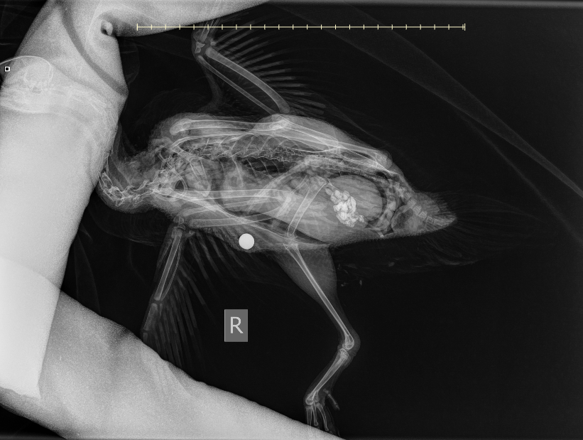 An X-ray of a duck that had been injured by a catapult