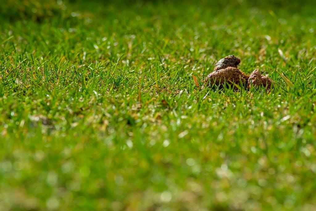 Dog poo on grass