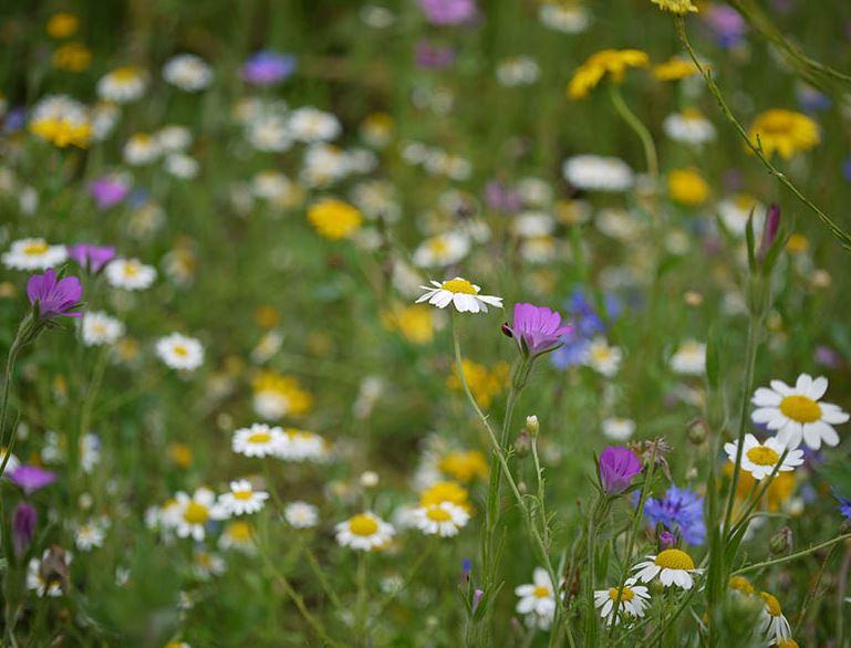 Village green status for Kingsmead Field