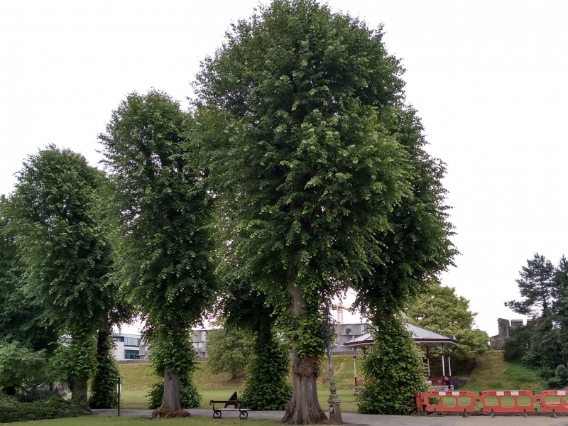 Four lime trees to be removed for safety reasons