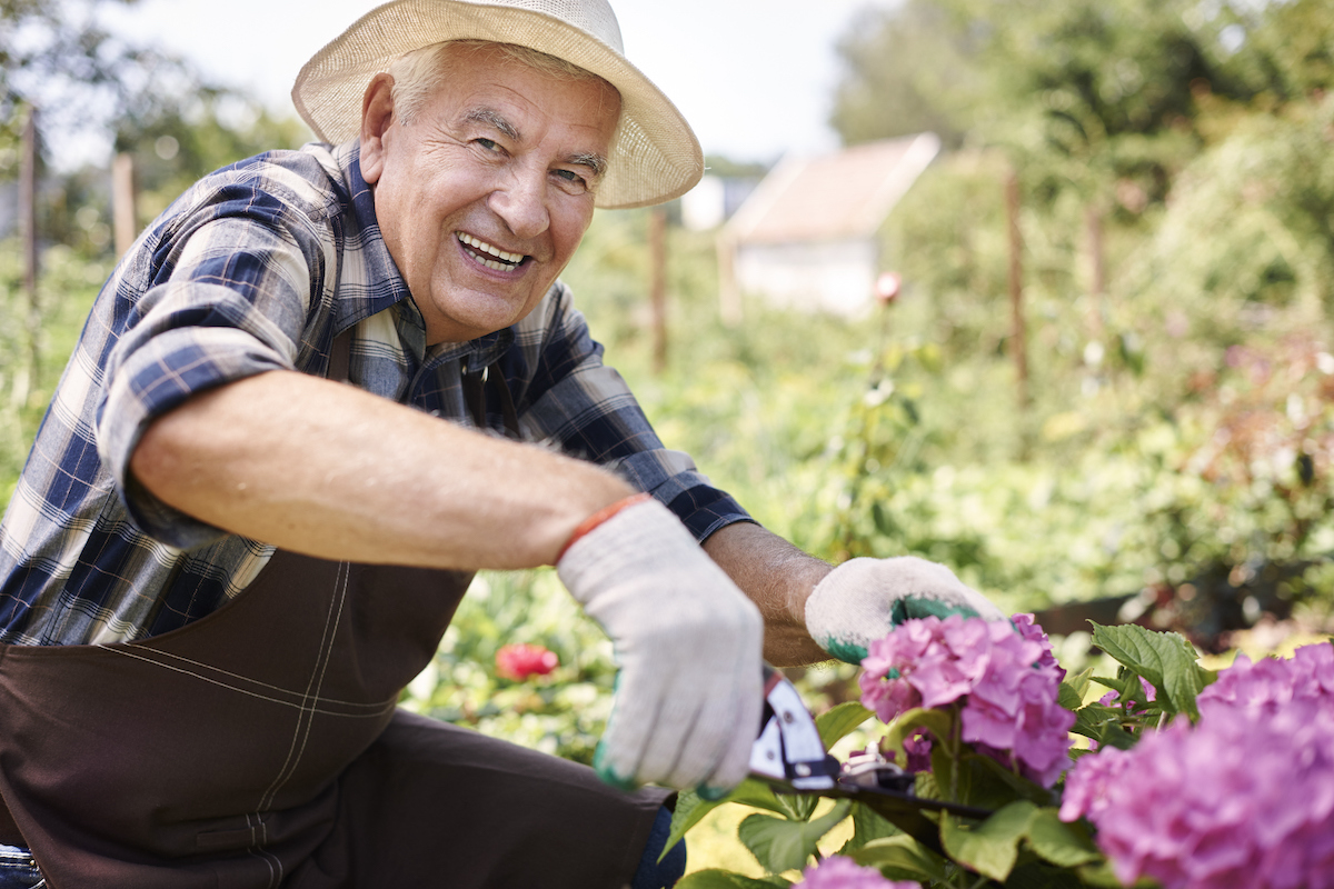 Elderly man smiling while gardening