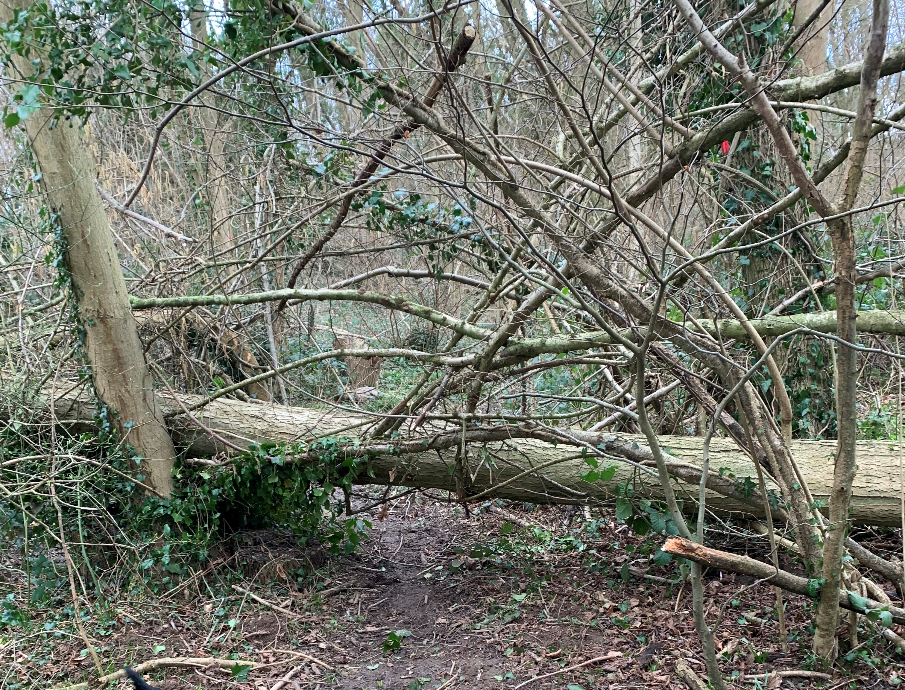 Urgent closure of Larkey Valley Wood