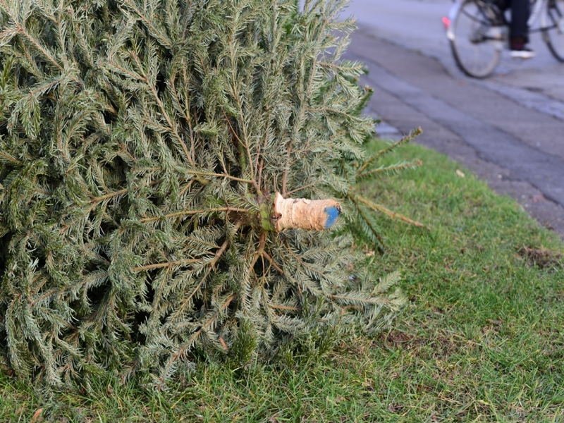 Christmas tree collections set for March