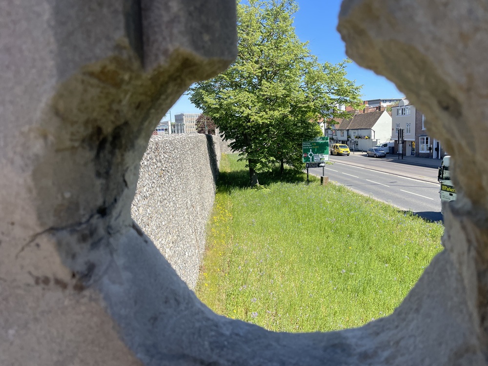 City wall wildflower meadow providing biodiversity boost