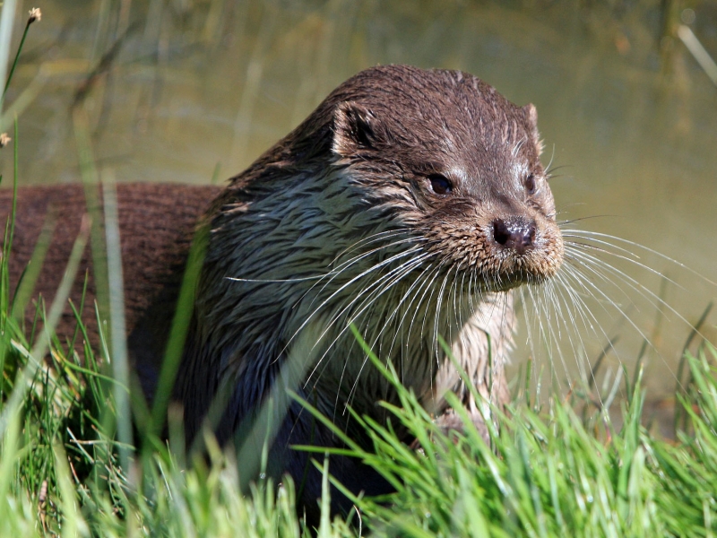 Early ideas for Local Nature Reserve set out