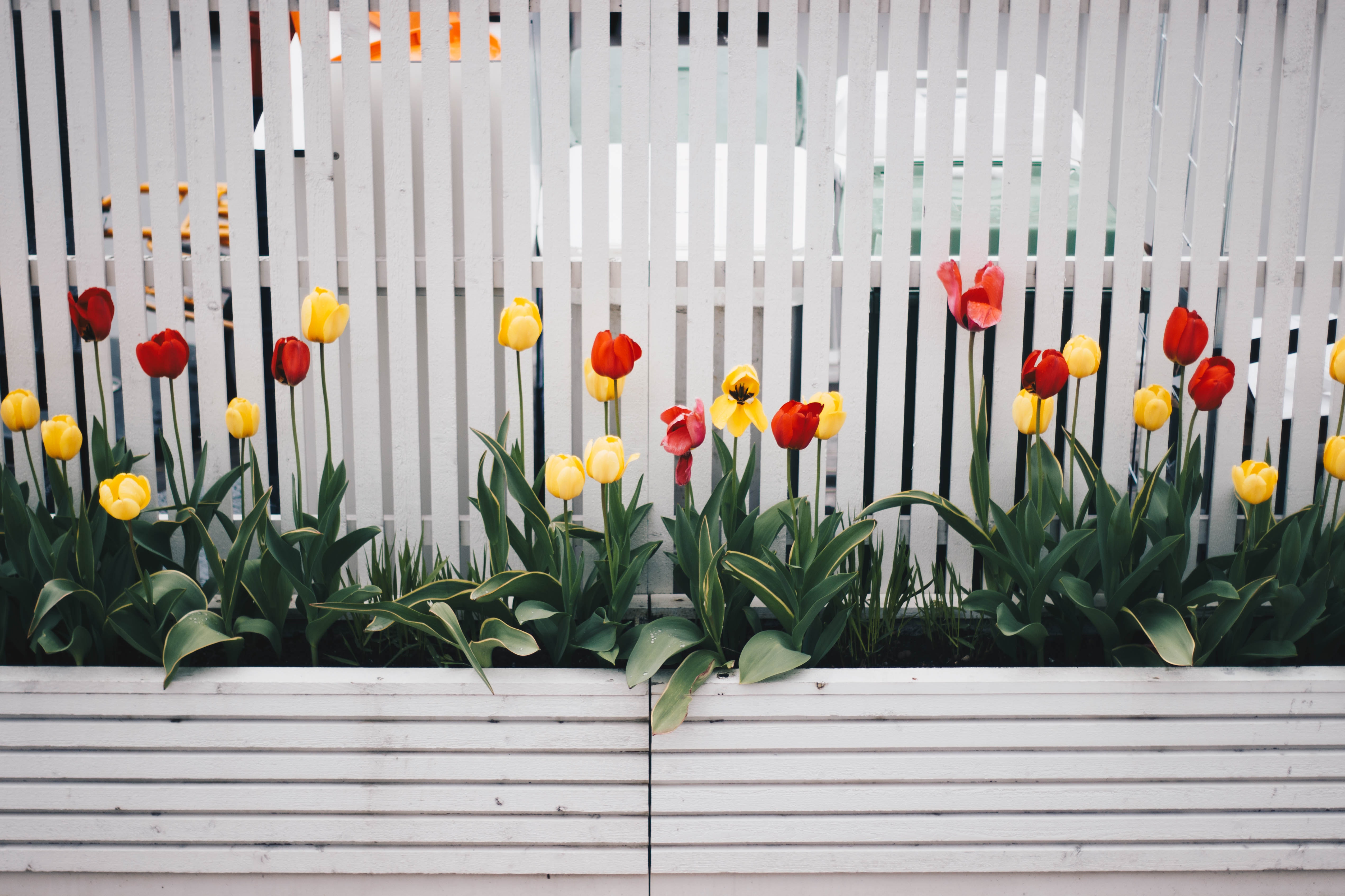 plants and fence