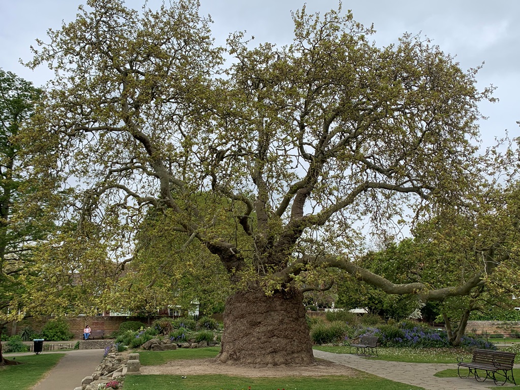 Westgate Gardens Plane tree features in Queen's Green Canopy