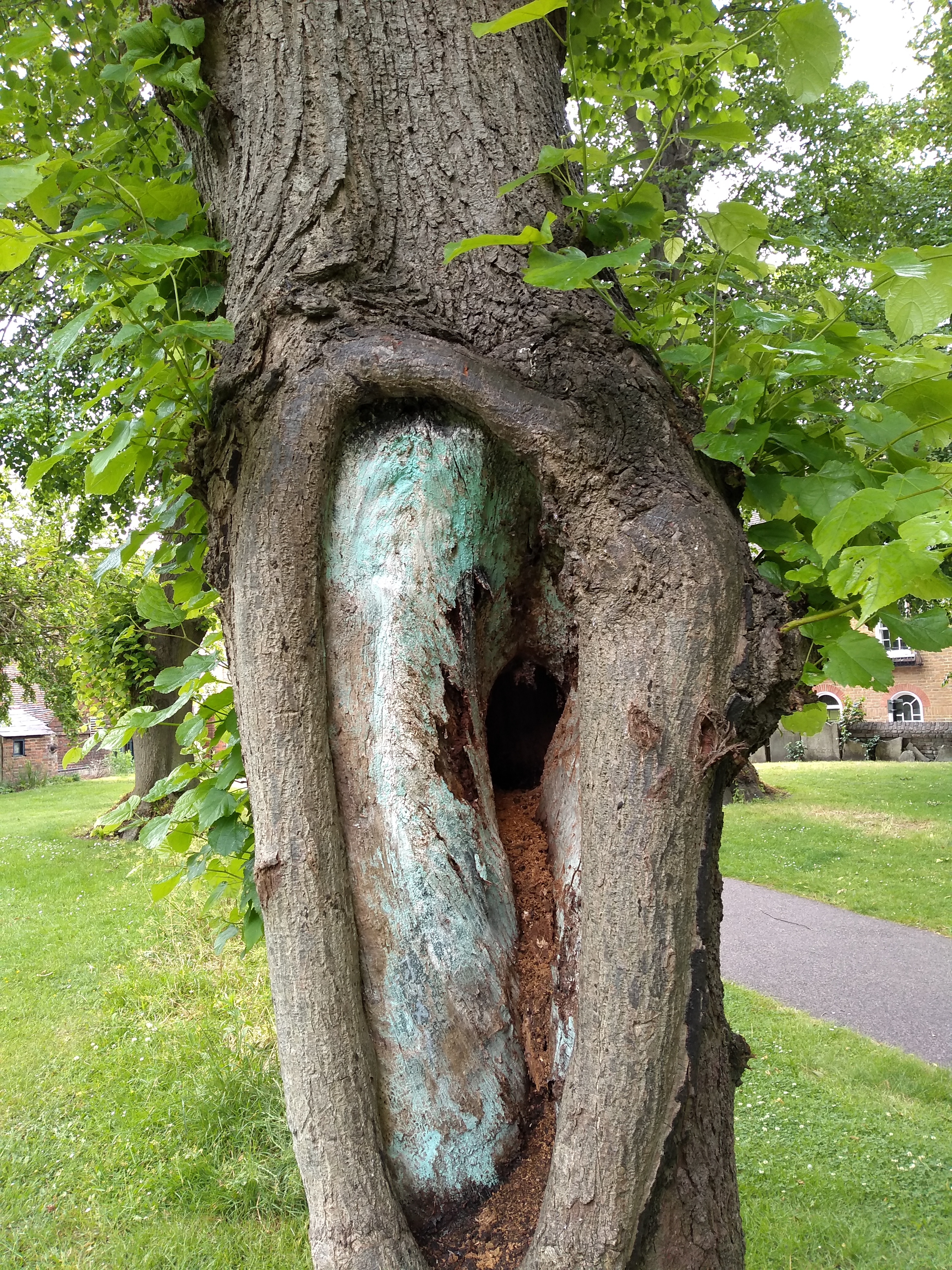 Diseased tree in St Mary de Castro park