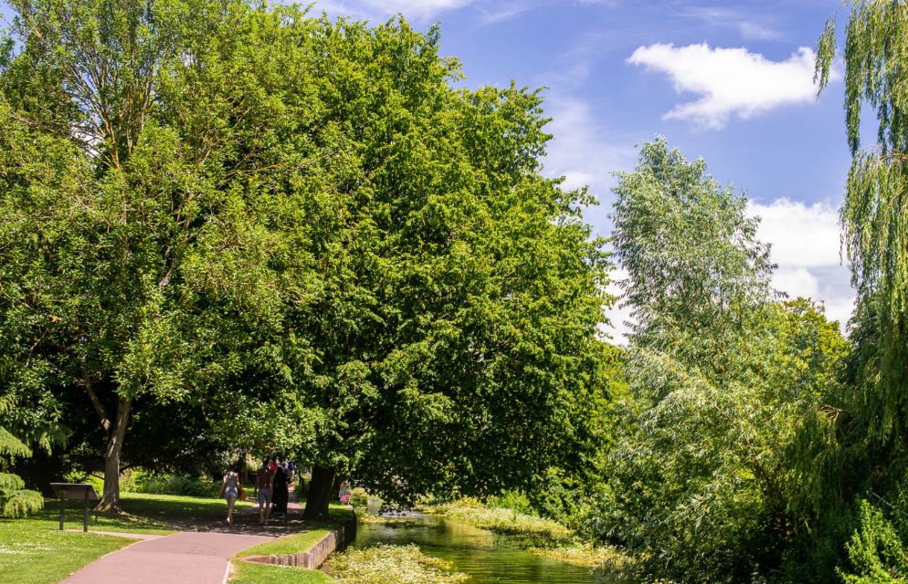 Trees in the Westgate Gardens